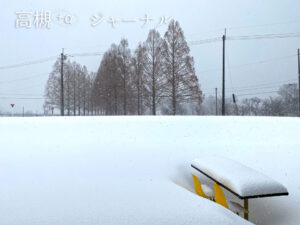 雪とメタセコイア並木