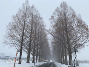 雪とメタセコイア並木