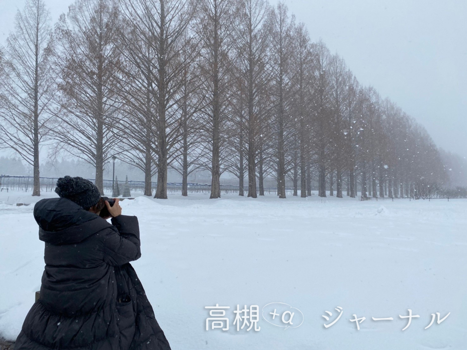 雪のメタセコイア並木を撮影