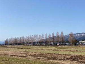 ミニメタセコイア並木