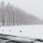 雪の日のメタセコイア並木