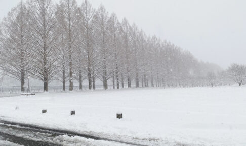 雪の日のメタセコイア並木